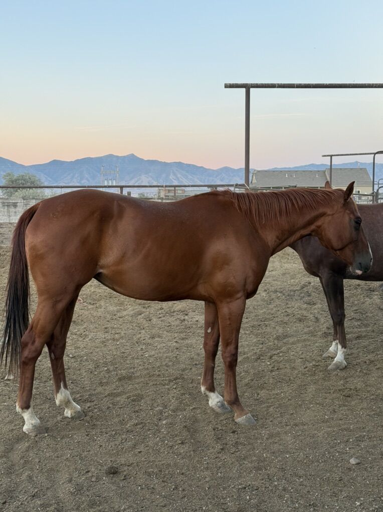 4-Year-Old AQHA Sorrel Mare