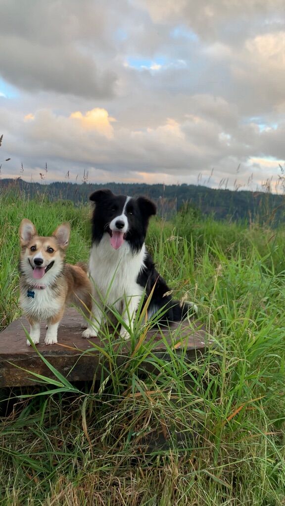 Beautiful Adult Border Collies - Need loving Home