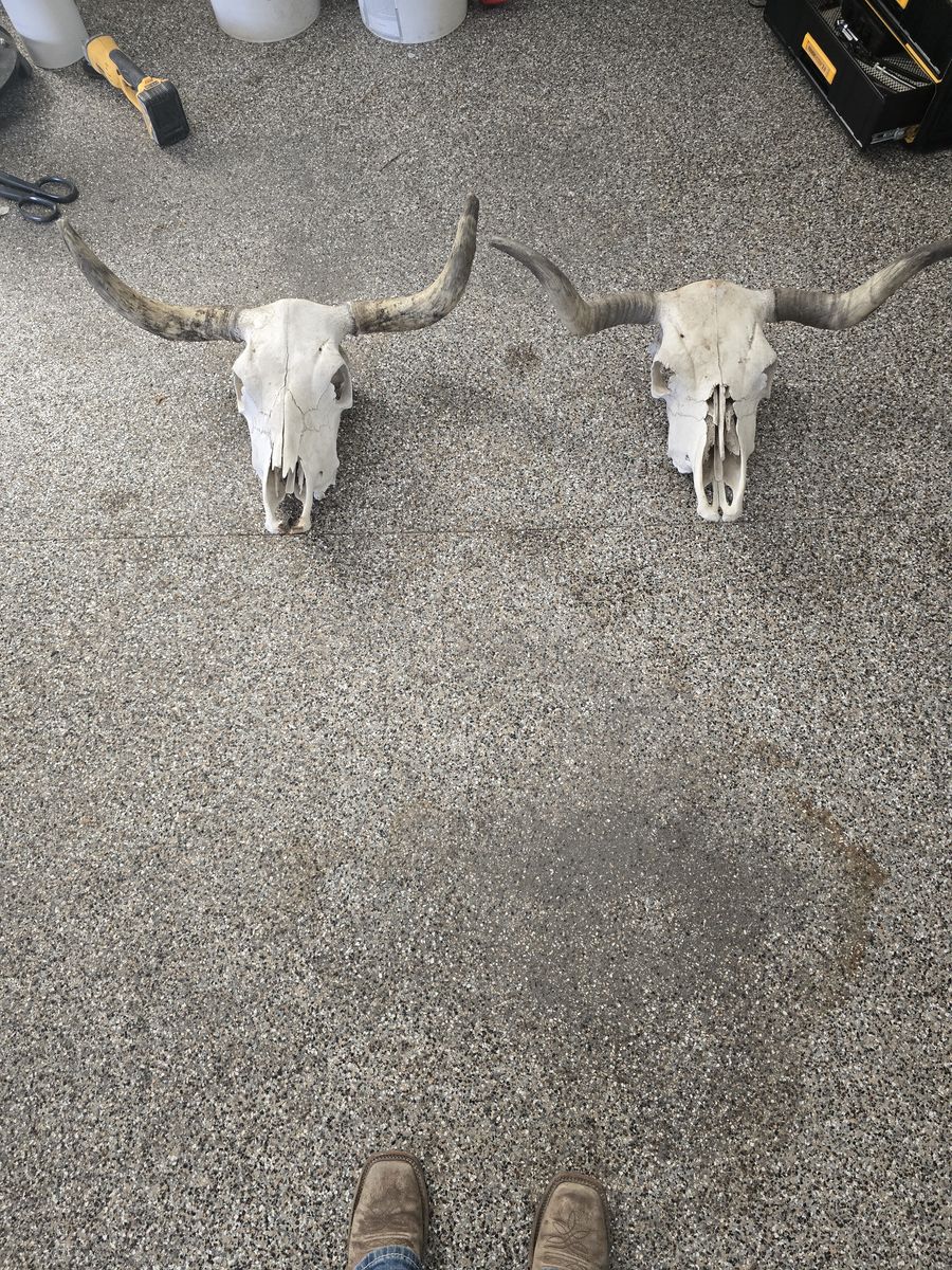 Real longhorn/corriente