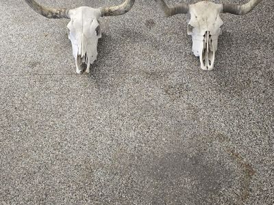 Real longhorn/corriente