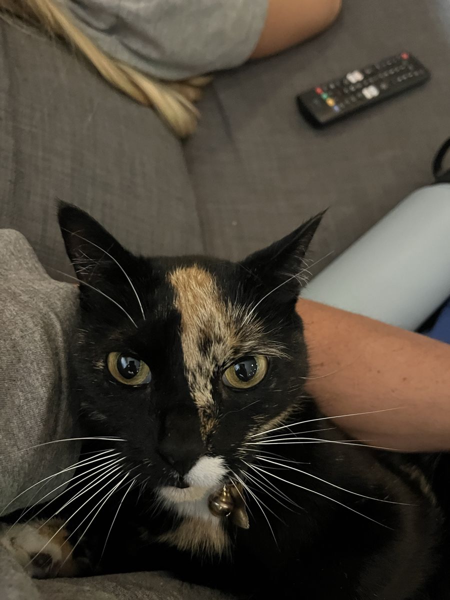 Found calico cat Porcupine