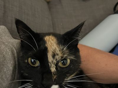 Found calico cat Porcupine