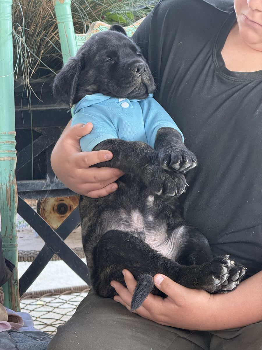 AKC Registered English Mastiff Puppies - 3 Males, 2 Females - Apricot & Brindle