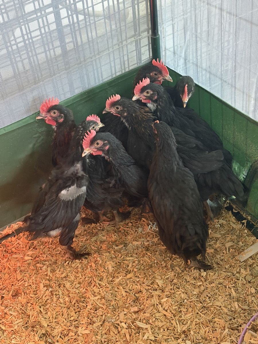 Black Copper Maran Roosters