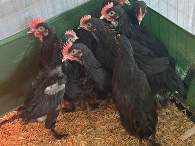 Black Copper Maran Roosters