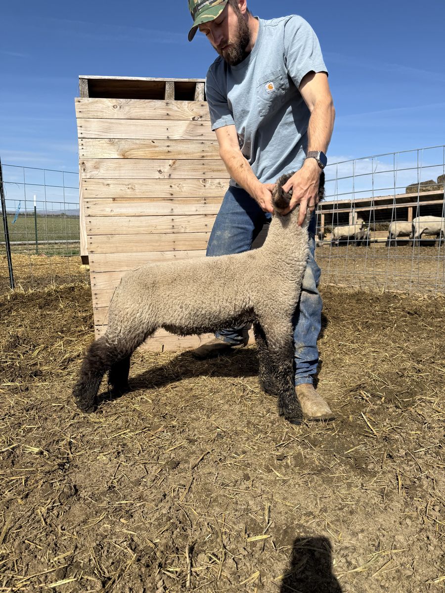 Ram Lambs - Show Quality