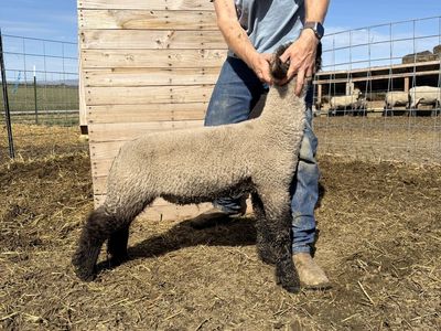 Ram Lambs - Show Quality