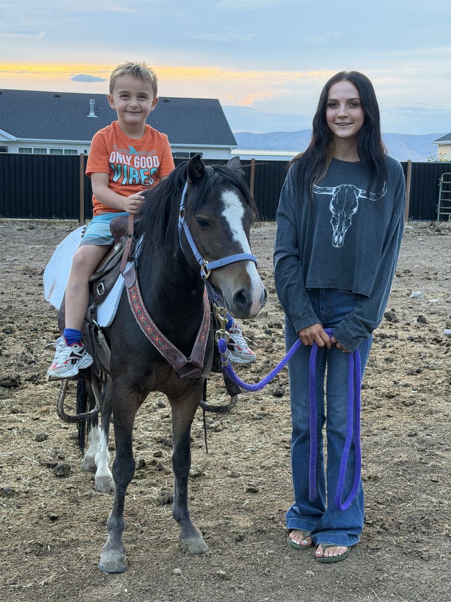 Mini gelding