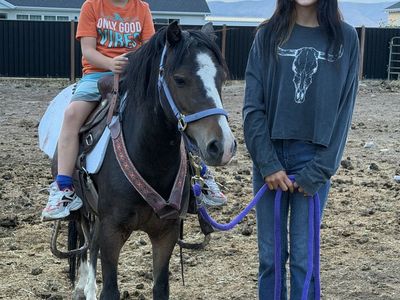 Mini gelding