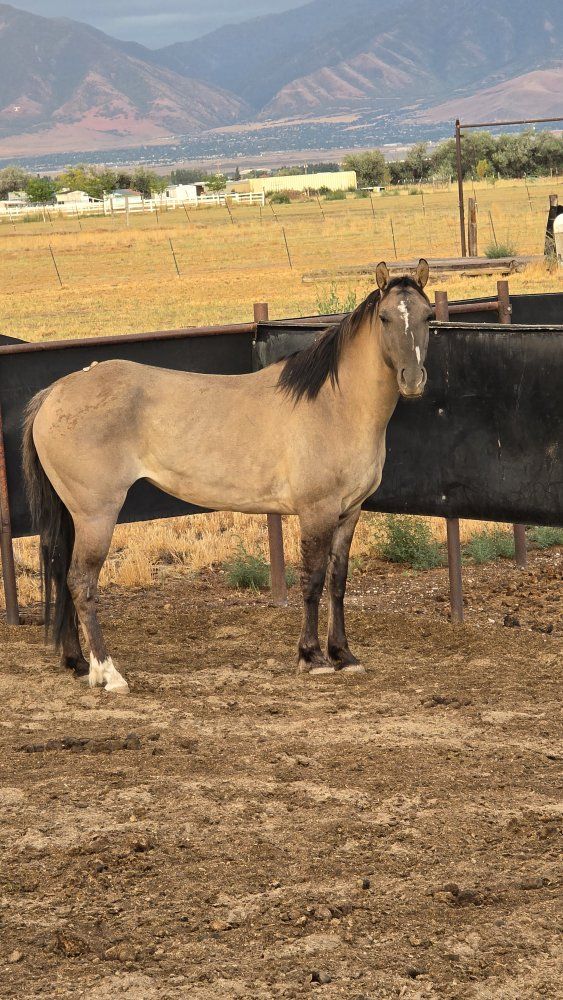 grulla mare