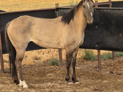 grulla mare