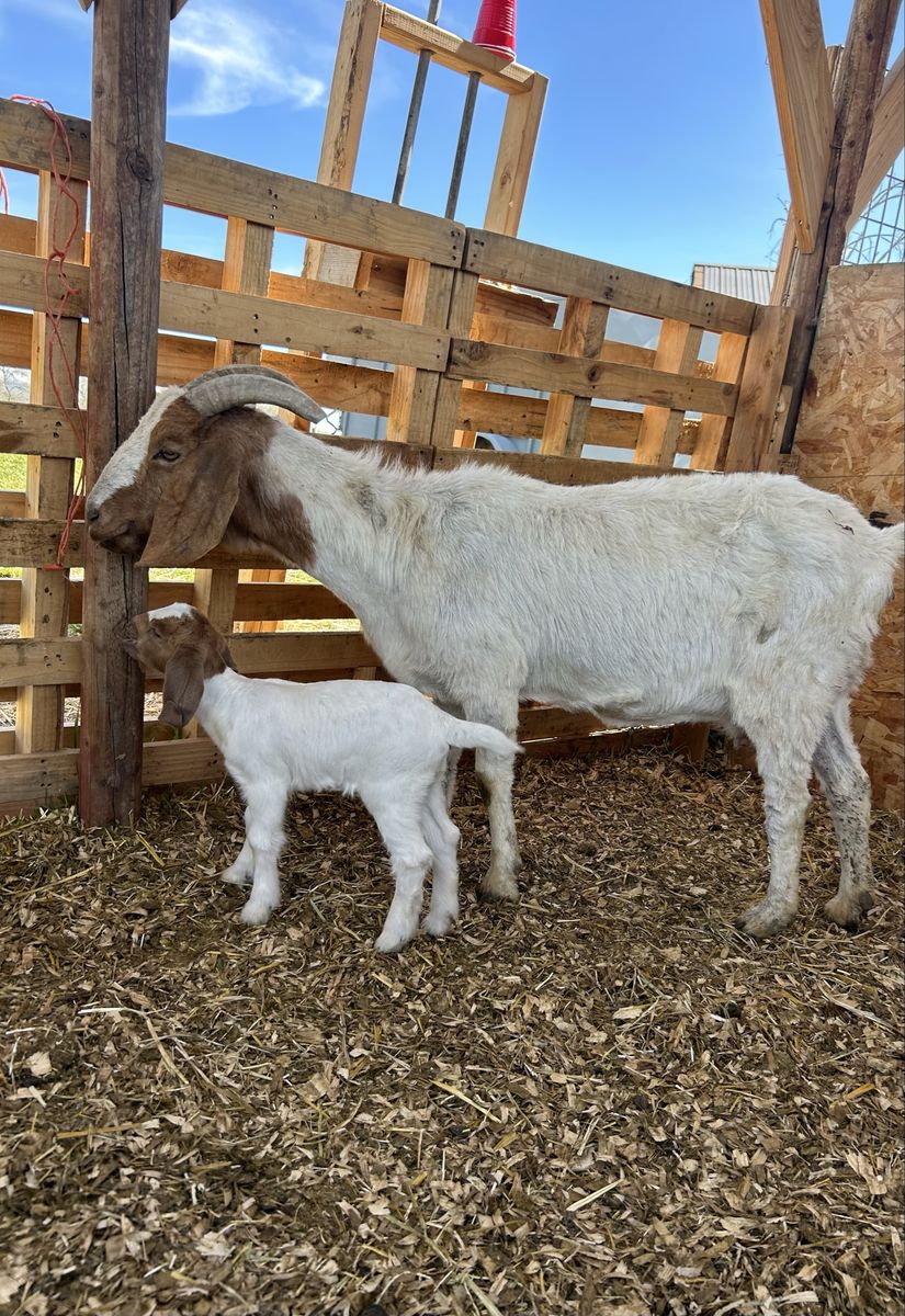 Boer Goats