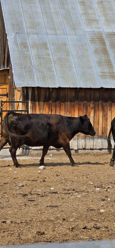 Black Angus pairs