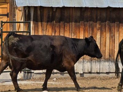 Black Angus pairs