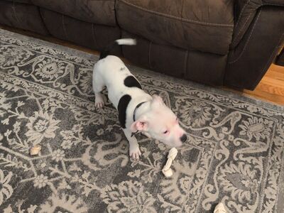 American Bulldog Puppy for sale.