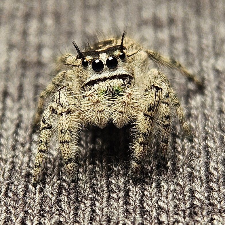 Spiders Tarantulas Slings