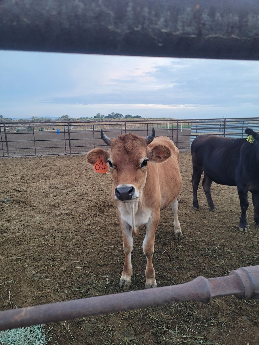 Yearling jersey steer
