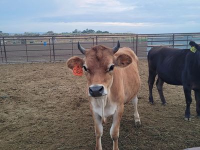 Yearling jersey steer