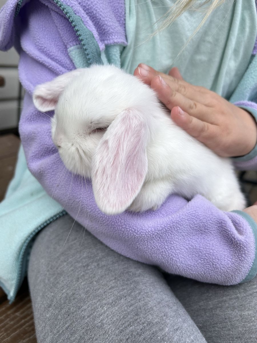 Adorable Purebred Holland Lops – Sweet and Cuddly