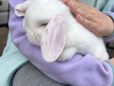 Adorable Purebred Holland Lops – Sweet and Cuddly