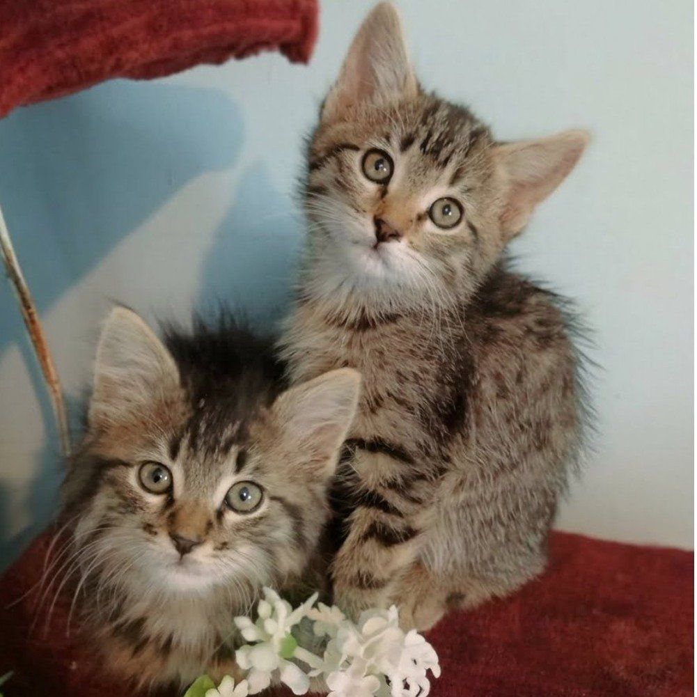 Sweet Tabby Kittens