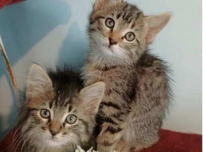 Sweet Tabby Kittens