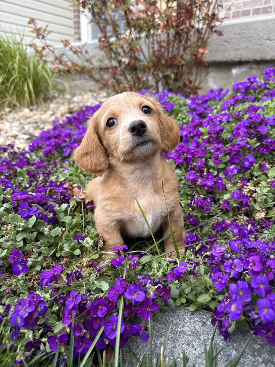 Cream Female Miniature Dachshund