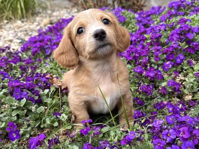 Cream Female Miniature Dachshund