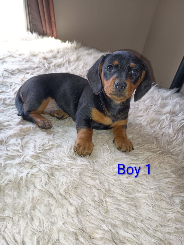 Purebred Short Haired Dachshunds