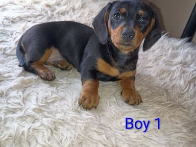 Purebred Short Haired Dachshunds