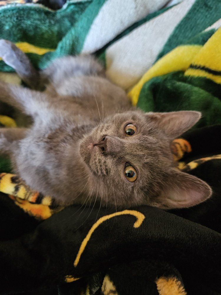 Grey Kittens - Playful & Loving Companions
