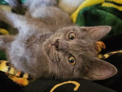 Grey Kittens - Playful & Loving Companions