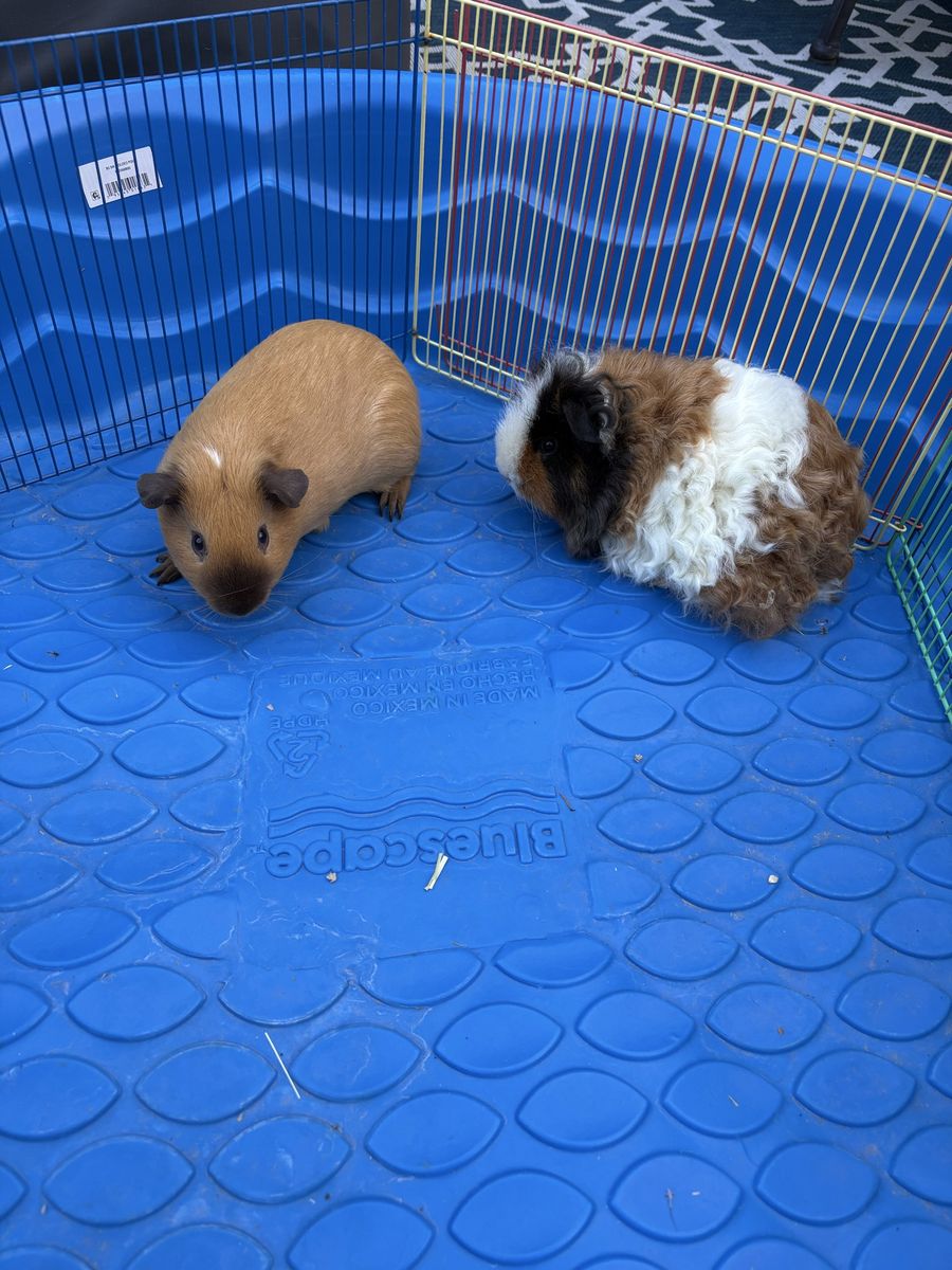 Bonded Guinea Pig Pair + Full Setup