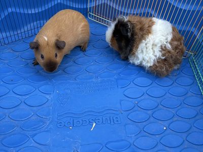 Bonded Guinea Pig Pair + Full Setup