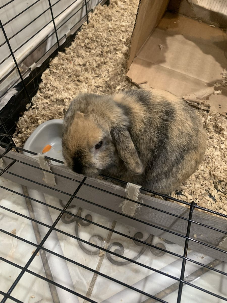Mini Holland Lop