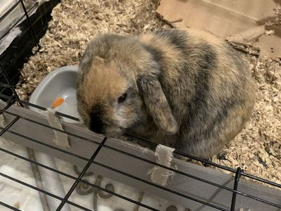 Mini Holland Lop