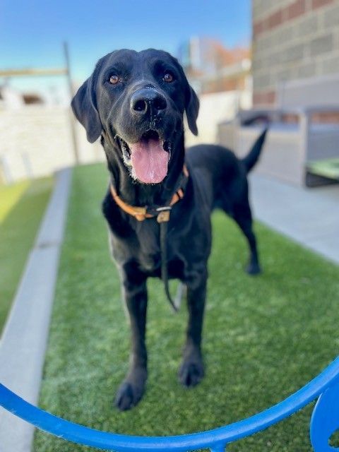 A160671 Happy Labby is Available for Adoption!