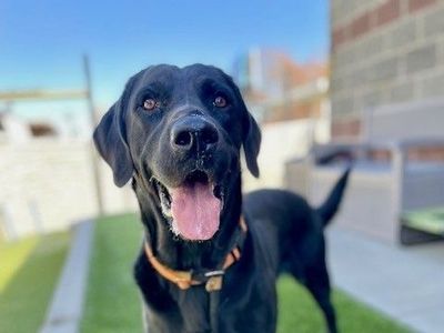 A160671 Happy Labby is Available for Adoption!