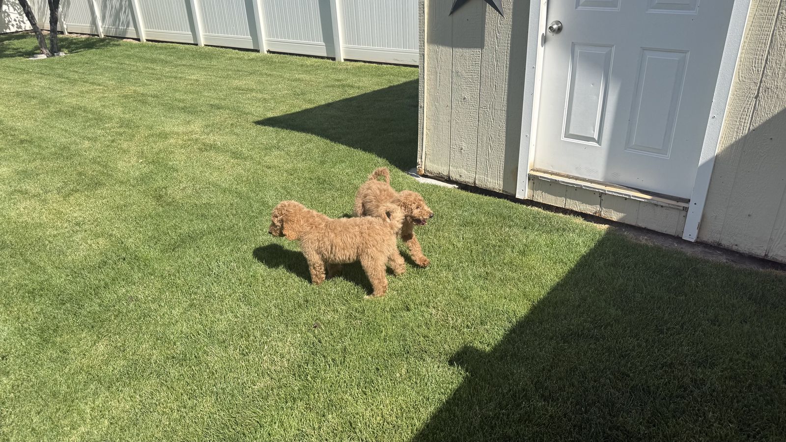 Goldendoodle Puppies for sale