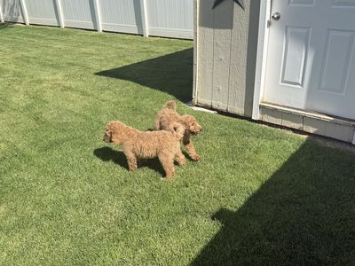 Goldendoodle Puppies for sale