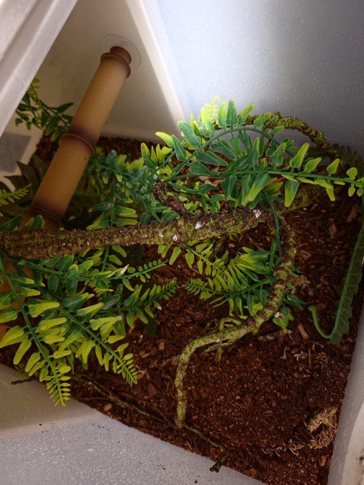 Reptile habitats - Six Clear Plastic Storage Drawers with Vents with fake plants