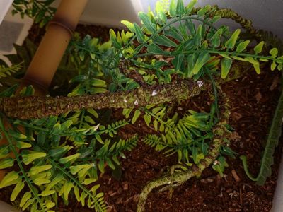 Reptile habitats - Six Clear Plastic Storage Drawers with Vents with fake plants
