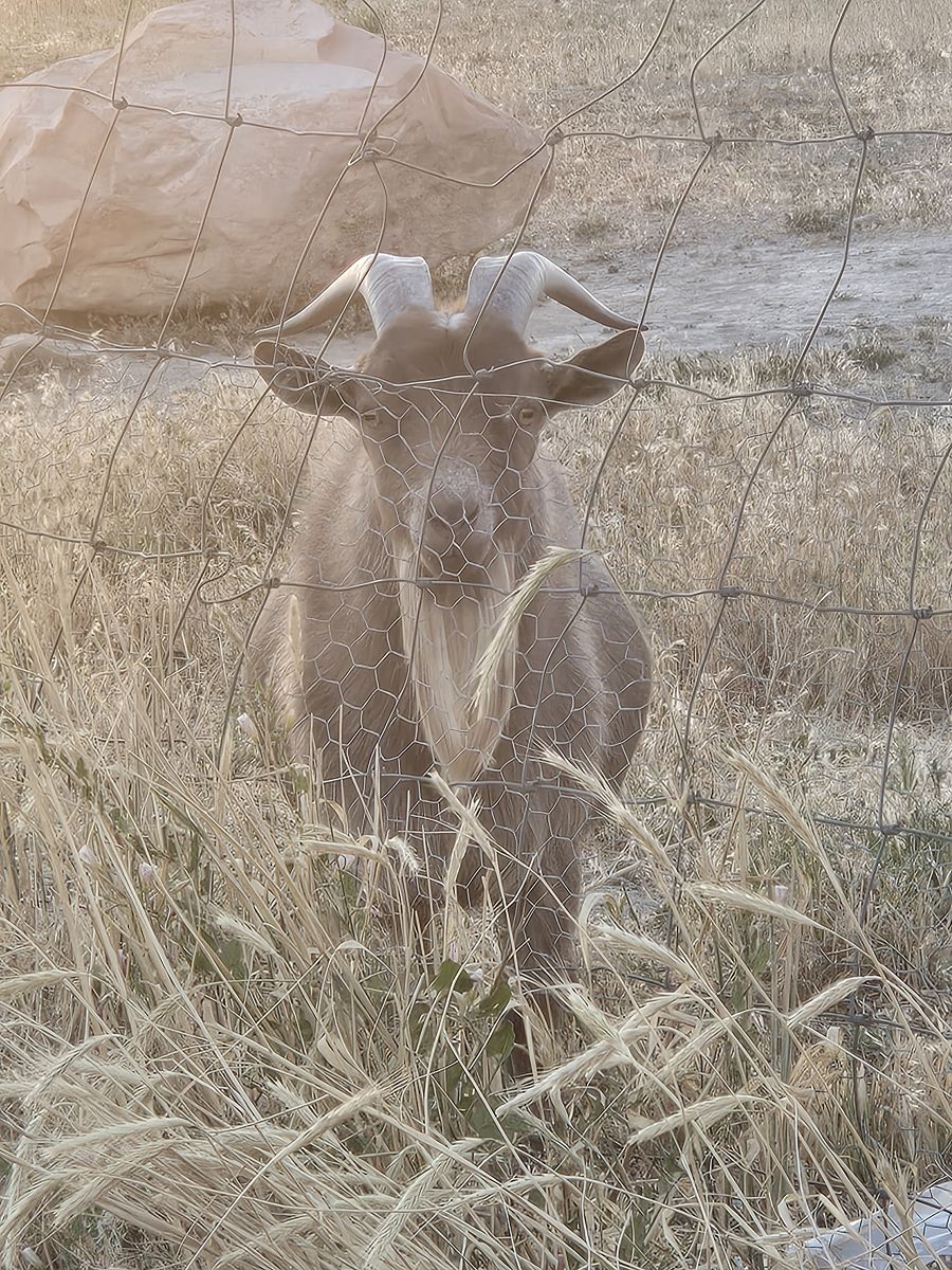 Goats For Sale - Friendly and Healthy Livestock for Your Farm or Homestead