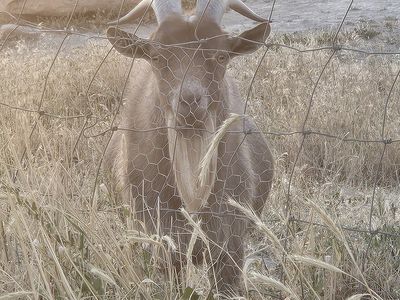 Goats For Sale - Friendly and Healthy Livestock for Your Farm or Homestead