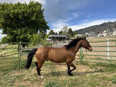 Beautiful 6yo Gelding Mustang