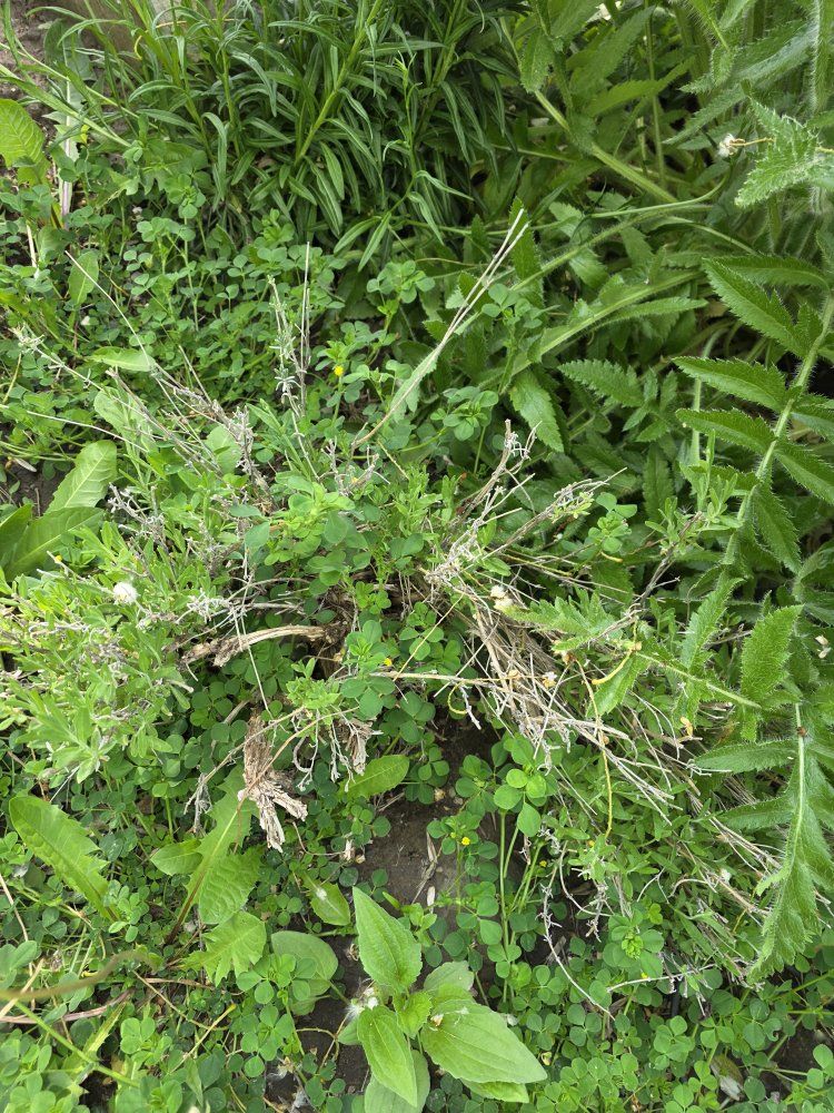 Main image 5