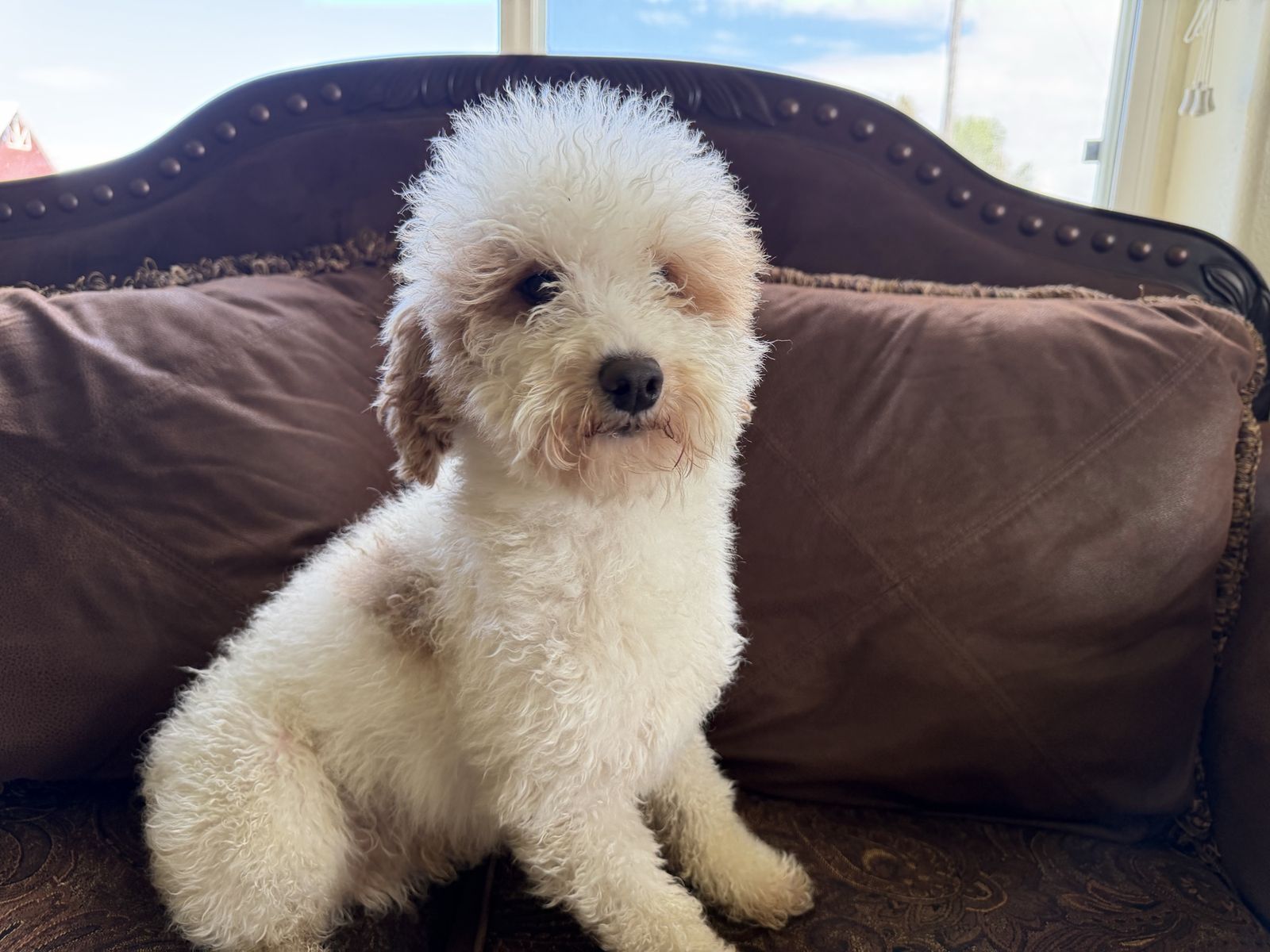 AKC poodle