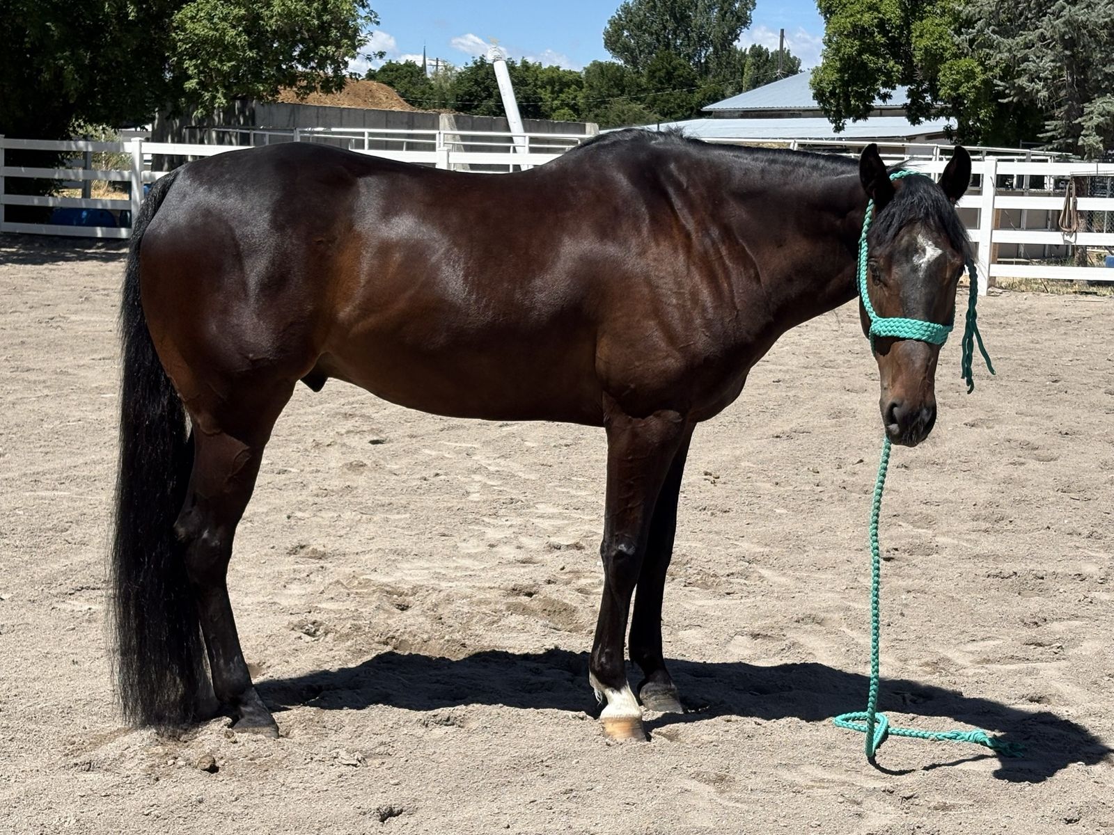 2020 AQHA Barrel Prospect