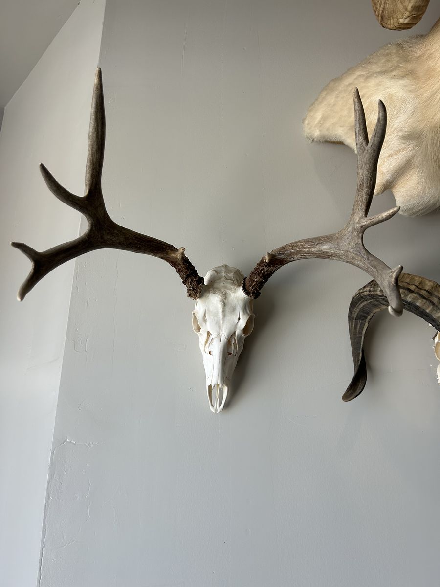 Mule deer euro mount