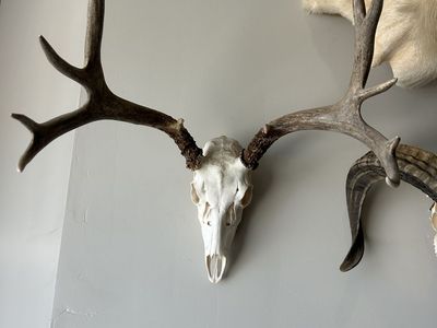 Mule deer euro mount
